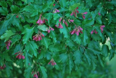 Acer ginnala - javor amurský - list a plod (56)